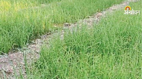 Severe water scarcity in Nerpingalai village Maharashtra