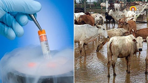 Bharatiya Kisan Sangh demand to ban sex sorted semen technology