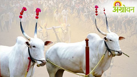 Khillar Breed Bullocks