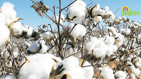 CCI Cotton Procurement