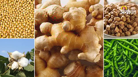 Agri products prices in Maharashtra Markets