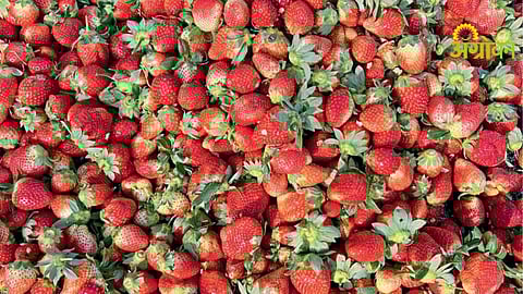 Strawberry Farming