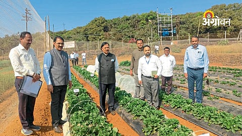 Wheat rust research centre Mahabaleshwar
