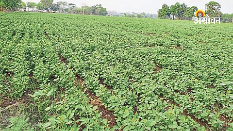 Complete Summer Moong Sowing Early