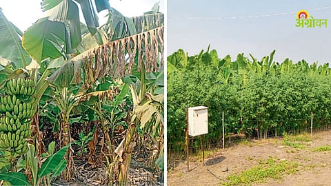 Summer care tips for banana plantation India