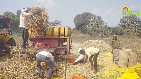 Rajma Farming