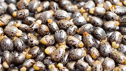 India castor seed production forecast 2025-26