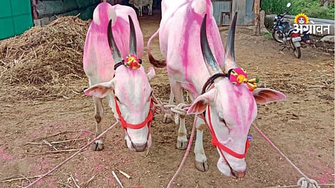 Bullock pair dies after falling into well in village