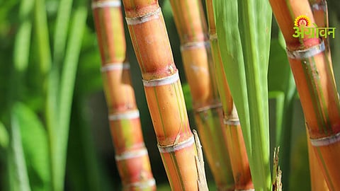 Shahu Sugar Factory AI Project