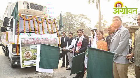 Karbi Anglong Ginger Export