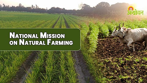Gujarat government financial aid for natural farming farmers