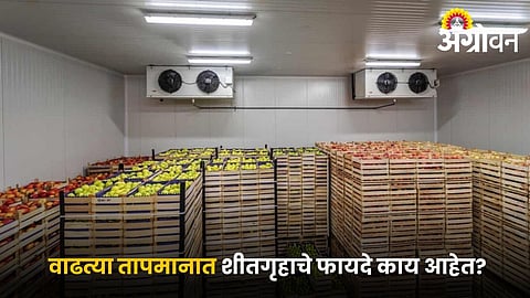 Benefits of cold storage for fruits and vegetables