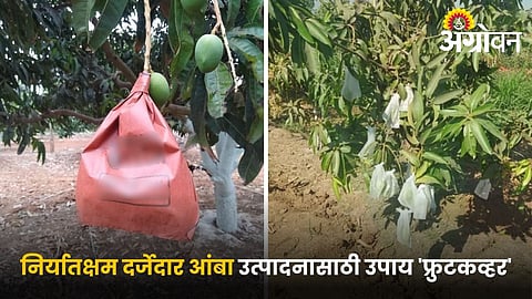 Method of fruit bagging in mango orchard