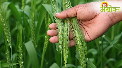 Wheat Crop Advisory