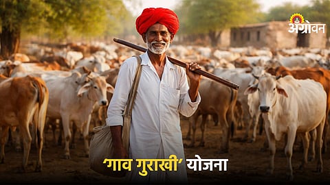 Community supported livestock scheme in Rajasthan