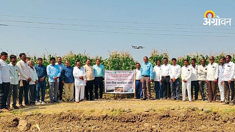 Maize intercropping farming techniques for higher profit