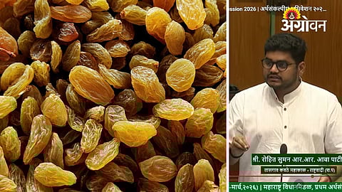Impact of imported raisins on Indian grape farmers