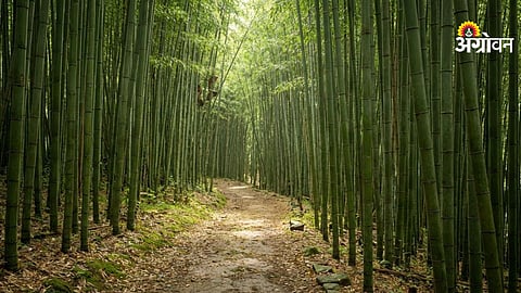 Bamboo value chain development in India