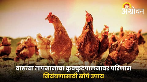 Poultry Management: वाढत्या तापमानाचा कुक्कुटपालनावर परिणाम; नियंत्रणासाठी सोपे उपाय
