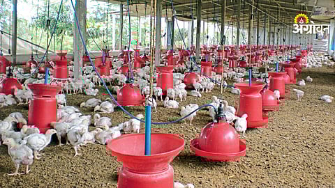 Modern poultry farming nutrition solutions
