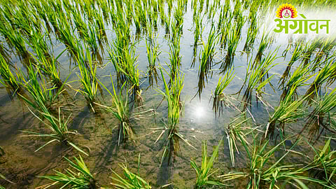 Paddy Farming