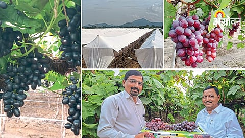 Vineyard expansion success story India