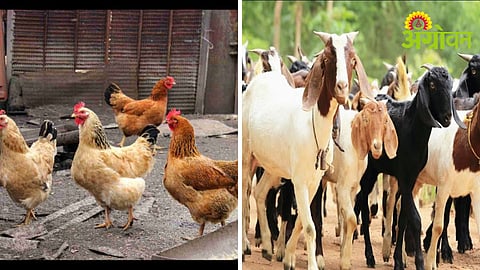 Livestock Farming Training