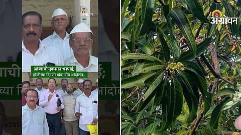 Mango farmers protest in Mulshi Maharashtra