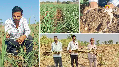 Sugarcane crop management for higher productivity