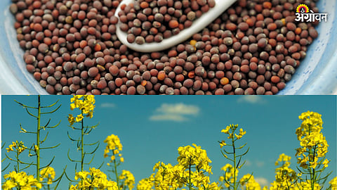 GM mustard field trials