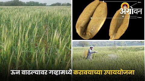 Wheat crop protection during rising temperature