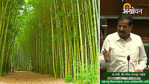Government schemes for bamboo industry in Maharashtra