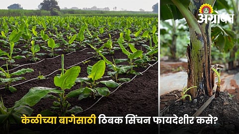 Benefits of drip irrigation in banana cultivation
