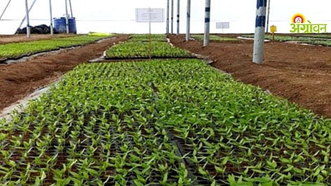 Rising electricity bills impact on plant nurseries in Maharashtra