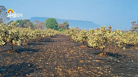 wildfire damages cashew plantation in Sindhudurg Maharashtra