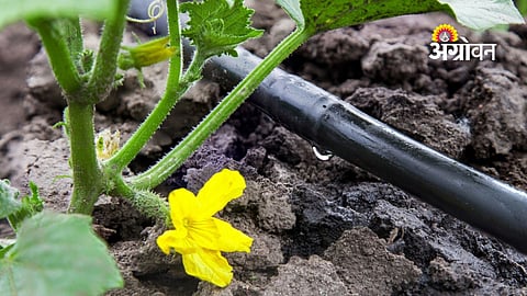 Drip Irrigation
