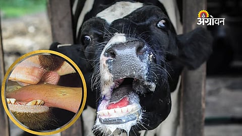 foot and mouth disease outbreak in cattle in Maharashtra village