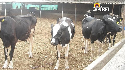 Rumen alkalosis cause in dairy cows due to high protein feed