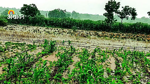 excessive rainfall damage farmers in Khandesh Maharashtra