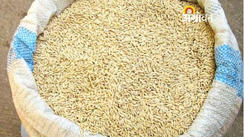 paddy procurement halted in Gondia Maharashtra farmers issue