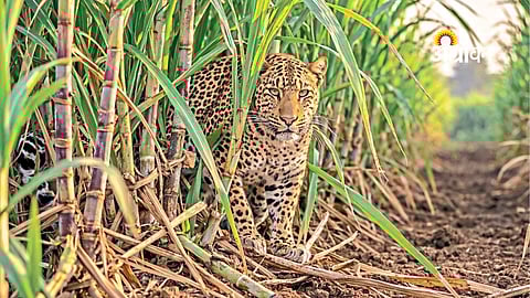 leopard attacks on livestock in Jalna district Maharashtra