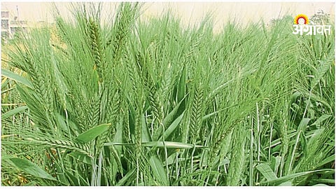 khapli wheat cultivation challenges in Khandesh Maharashtra