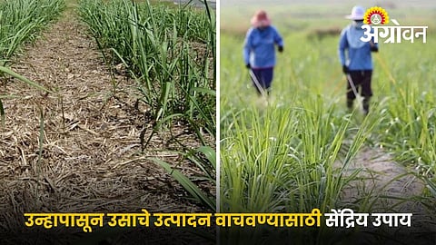 organic methods to protect sugarcane from heat stress