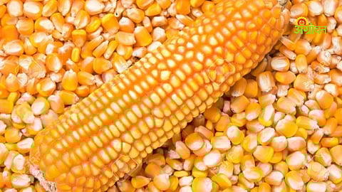 Maize market price vs MSP in Maharashtra