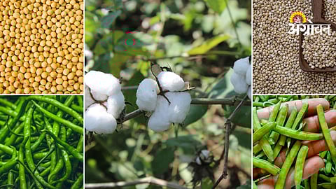 Daily agriculture market price update India