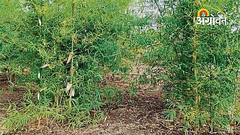 Community forest rights under Forest Rights Act