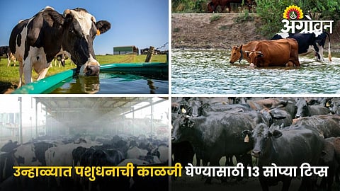Livestock Care in Summer: उन्हाळ्यात पशुधनाची काळजी घेण्यासाठी १३ सोप्या टिप्स