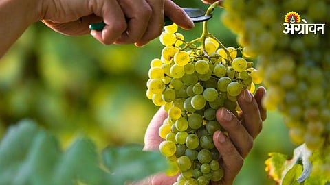 Grape farmers protest over two lakh subsidy limit