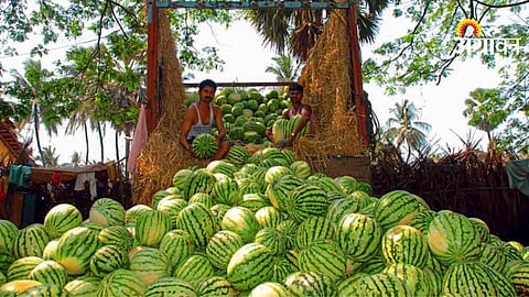 Watermelon farmers exploited in market india