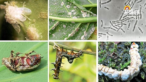 benefits of biological pest control in agriculture